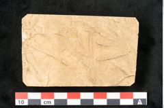 Foto (Detailansicht) von Plantae indet.  (NHMW-GEO-2024-0188-11630)